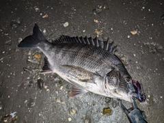 クロダイの釣果