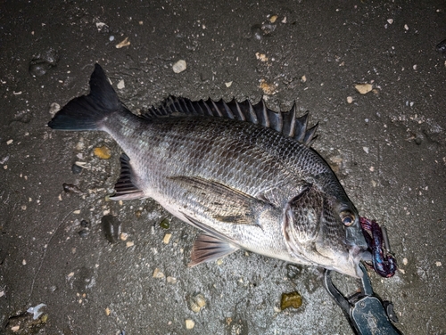 クロダイの釣果