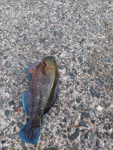 アオブダイの釣果