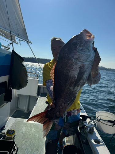 マダイの釣果