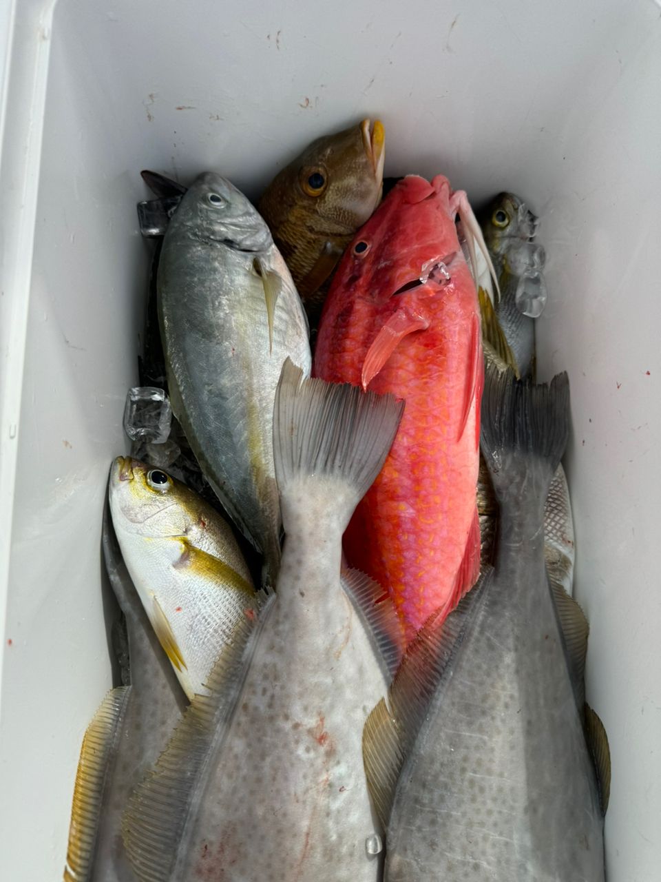 ダイチャンネルさんの釣果 2枚目の画像