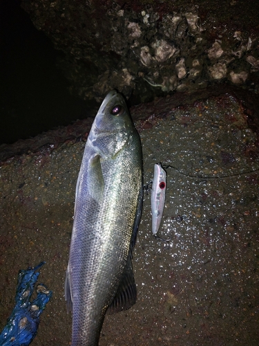 セイゴ（マルスズキ）の釣果