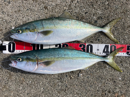 ハマチの釣果