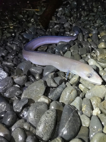 アナゴの釣果