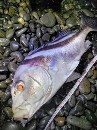 コショウダイの釣果