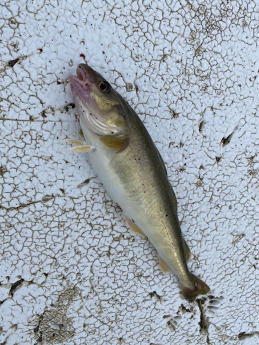 コマイの釣果