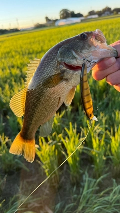 ブラックバスの釣果