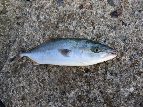 ヤズの釣果