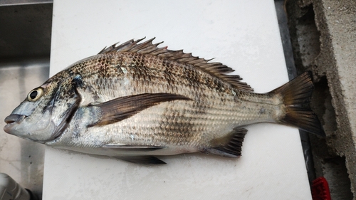 クロダイの釣果