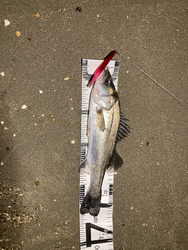 フッコ（マルスズキ）の釣果