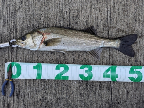 シーバスの釣果