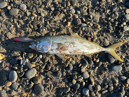 イナダの釣果