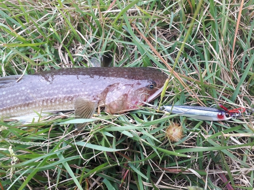 アカエソの釣果