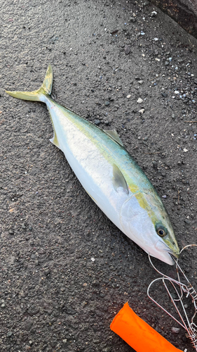 イナダの釣果