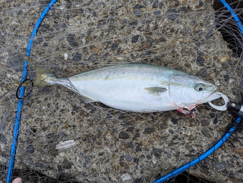 イナダの釣果