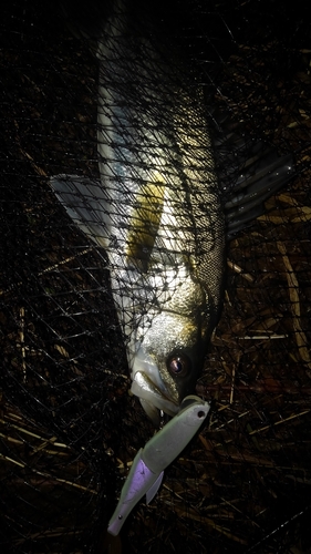 フッコ（マルスズキ）の釣果