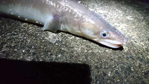 アナゴの釣果