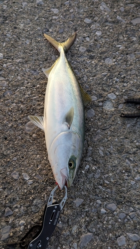 ヤズの釣果