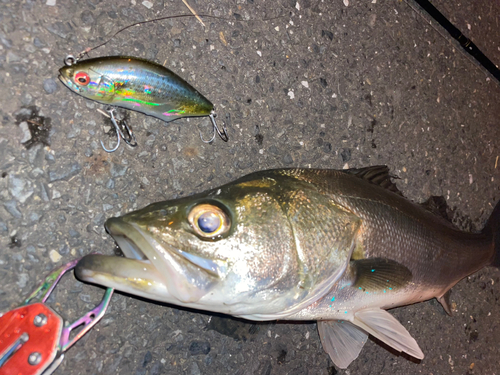 シーバスの釣果