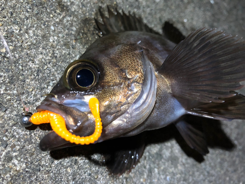 メバルの釣果