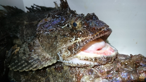 トウベツカジカの釣果