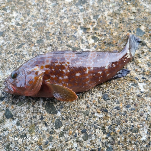 キジハタの釣果