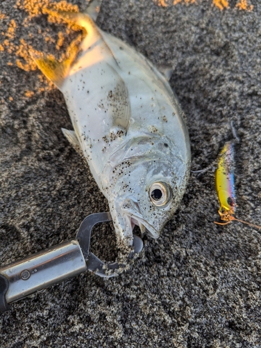 メッキの釣果