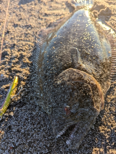 ヒラメの釣果