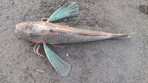 ホウボウの釣果