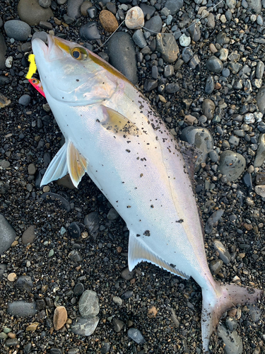 カンパチの釣果