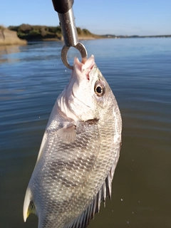 キビレの釣果