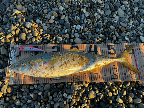 ワラサの釣果