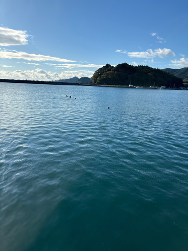 アカエイの釣果