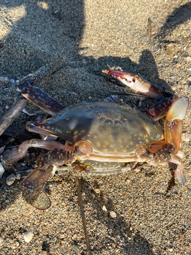 ワタリガニの釣果