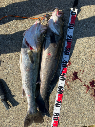 シーバスの釣果