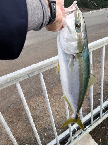 メジロの釣果