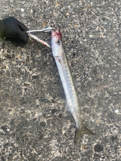 タイワンカマスの釣果