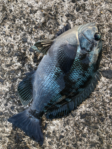 メジナの釣果