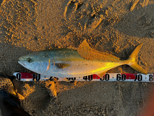 ワラサの釣果