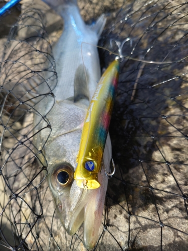 スズキの釣果