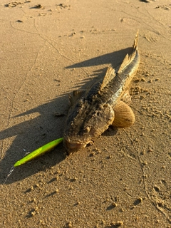 マゴチの釣果