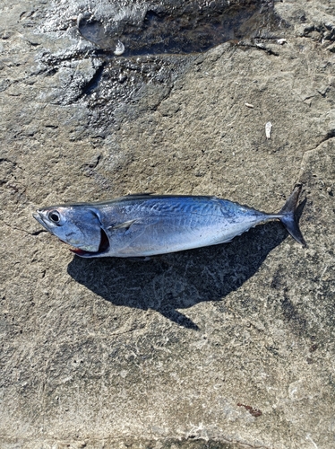 ソウダガツオの釣果