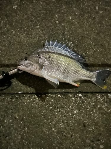 キビレの釣果