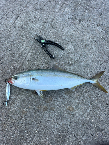 ハマチの釣果