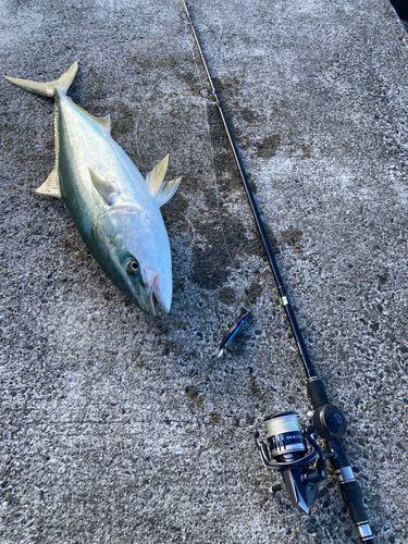 ハマチの釣果