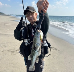 トラフグの釣果