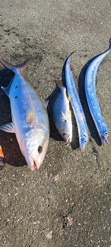 ショゴの釣果