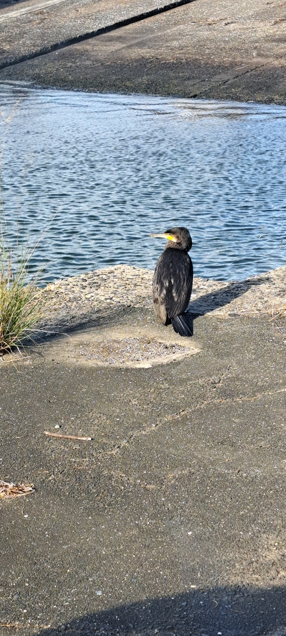 ショゴ