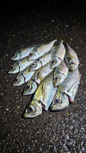 アジの釣果