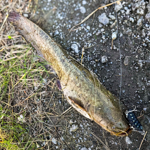 ナマズの釣果